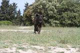 CANE CORSO 047